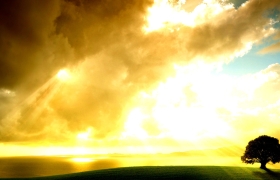 arbol atardecer luz