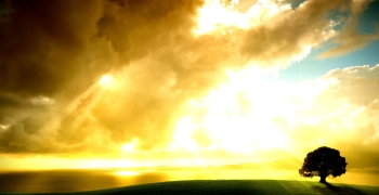 arbol atardecer luz
